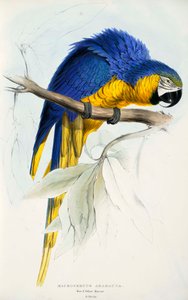 Blue-and-yellow Macaw